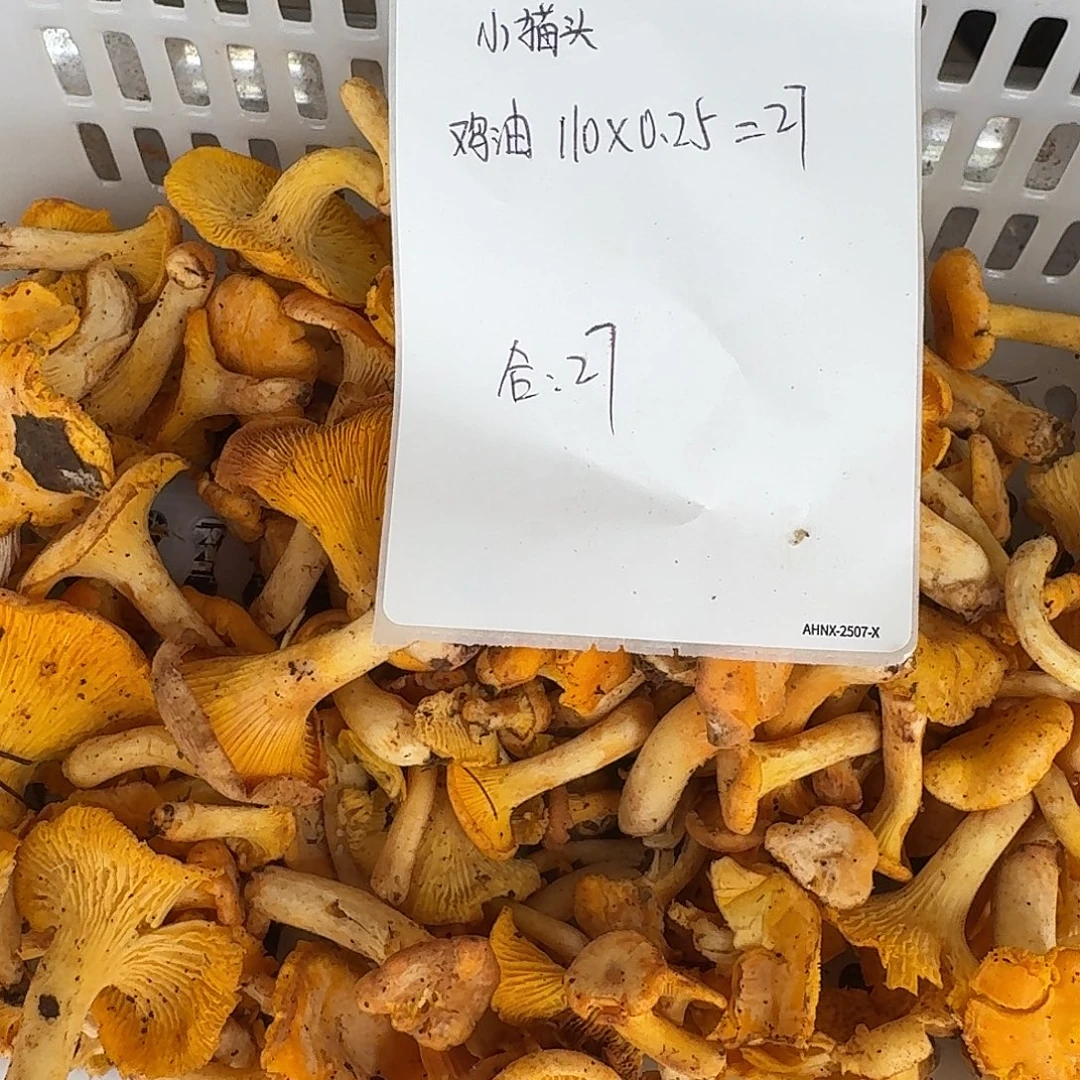 ****菌子中国大陆菌子
