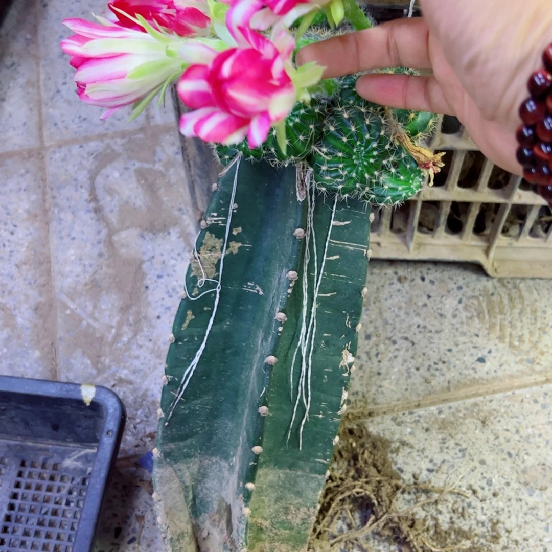 下45量天尺嫁接丽花伤斑点掰花脱土发货