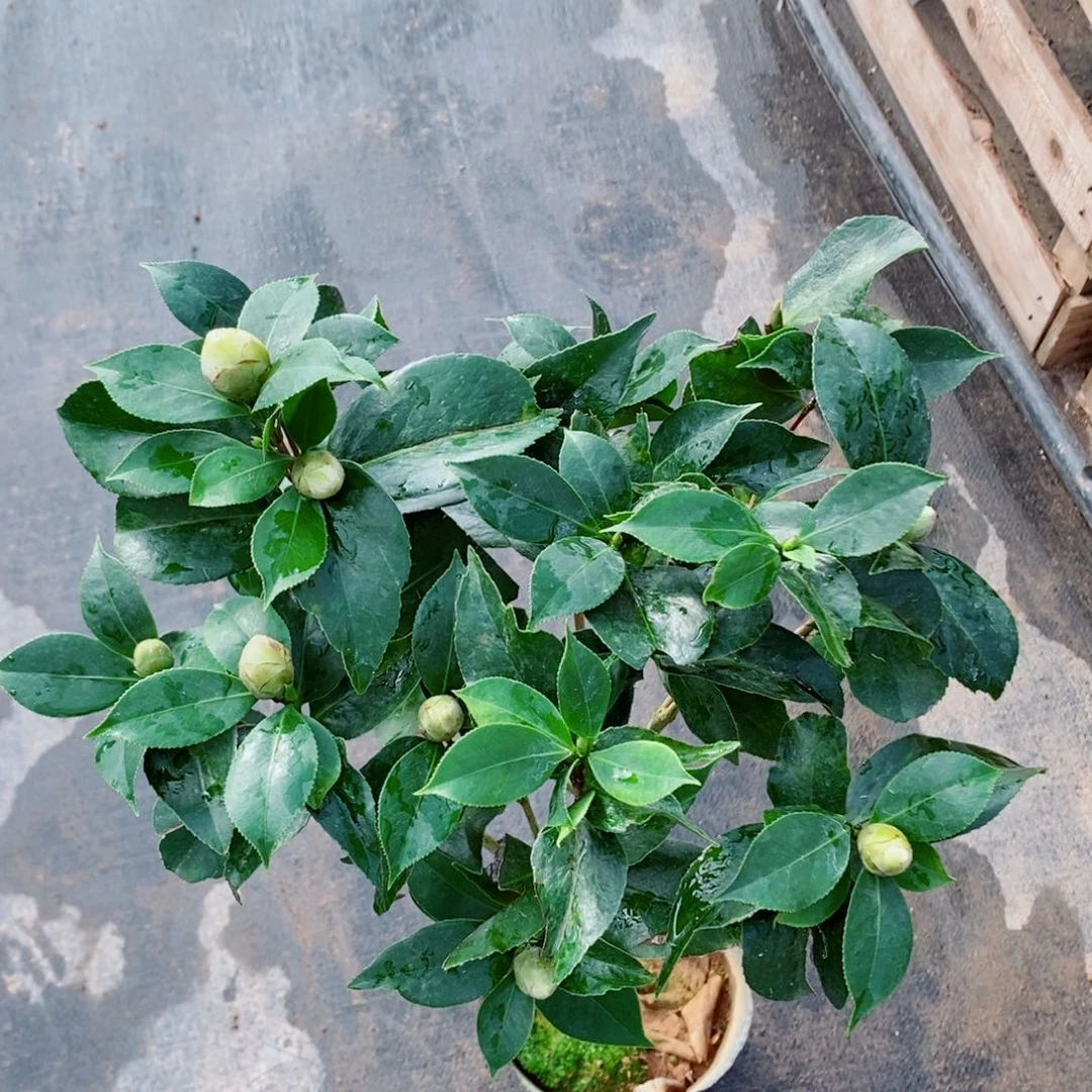 完全开放超五茶花