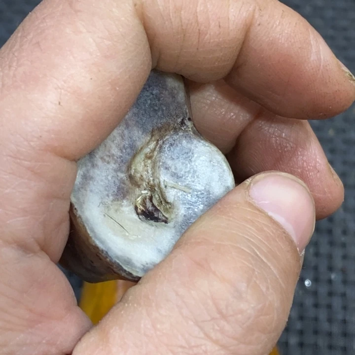 滴血莲花菩提吊坠