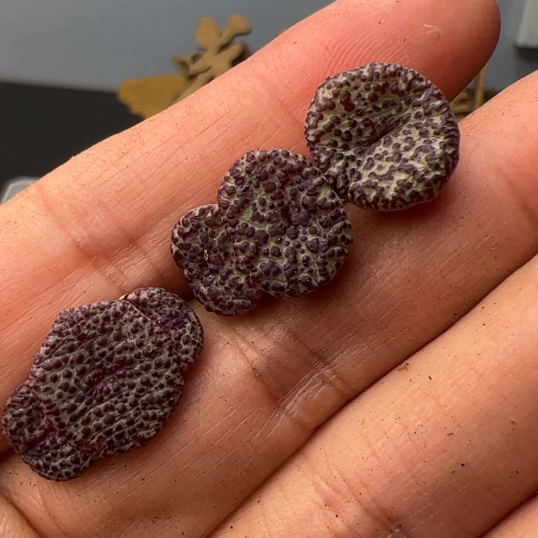 【闪购商品】0000000025