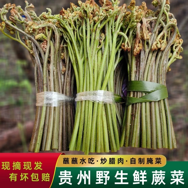 贵州特产蕨菜新鲜现摘山间龙爪菜应季蔬菜