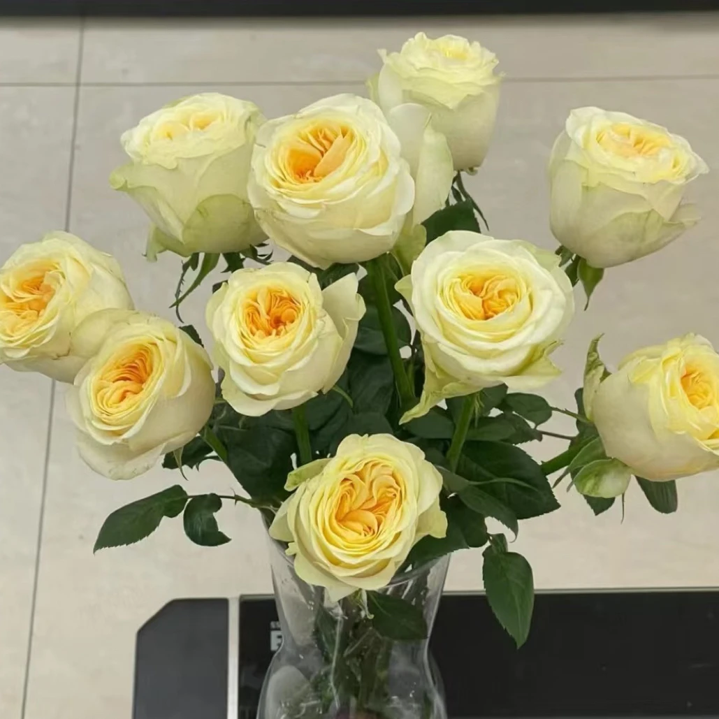 小苗（奶油杯）小苗，满六棵半价，