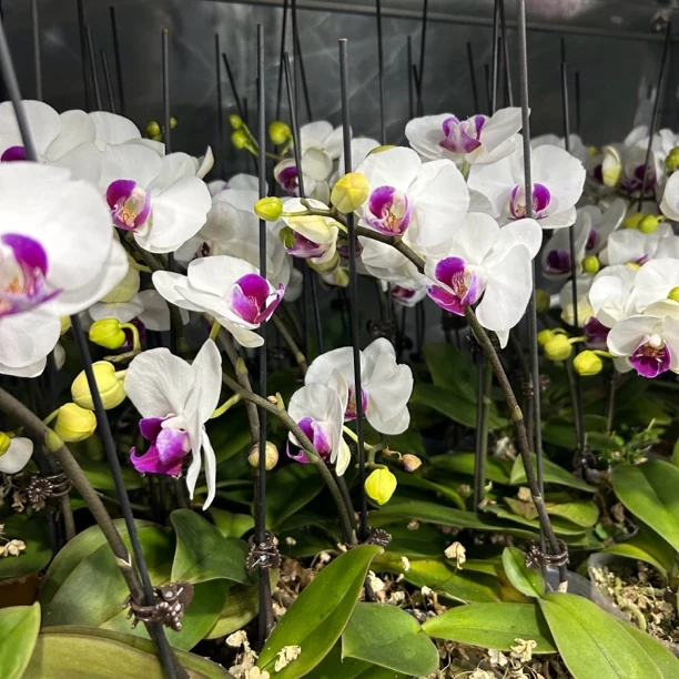 雪域蝴蝶兰盆栽3.0寸杯