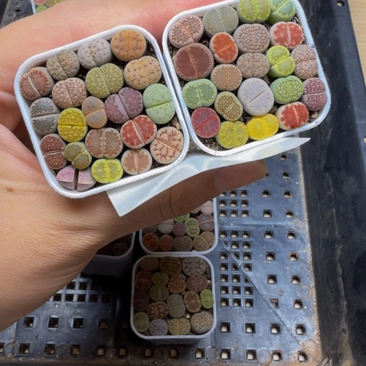 小***战多肉植物的生长发育19