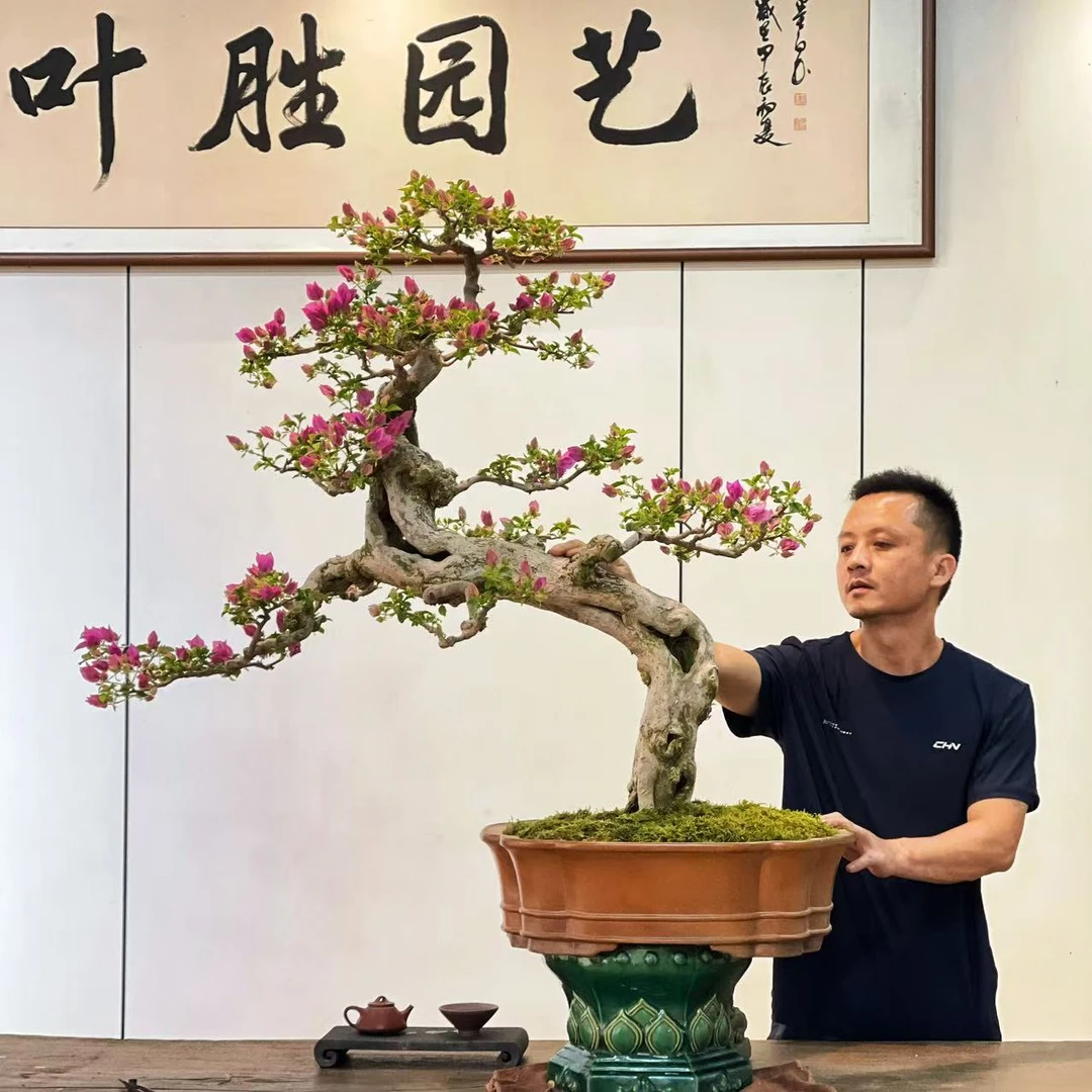 【叶胜园艺】精品小叶紫老桩三角梅盆景