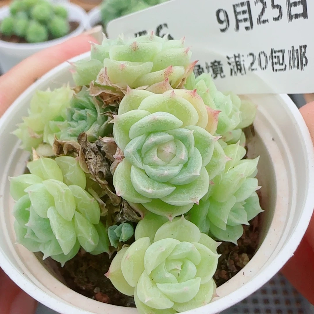 花语逸镜0925-56散