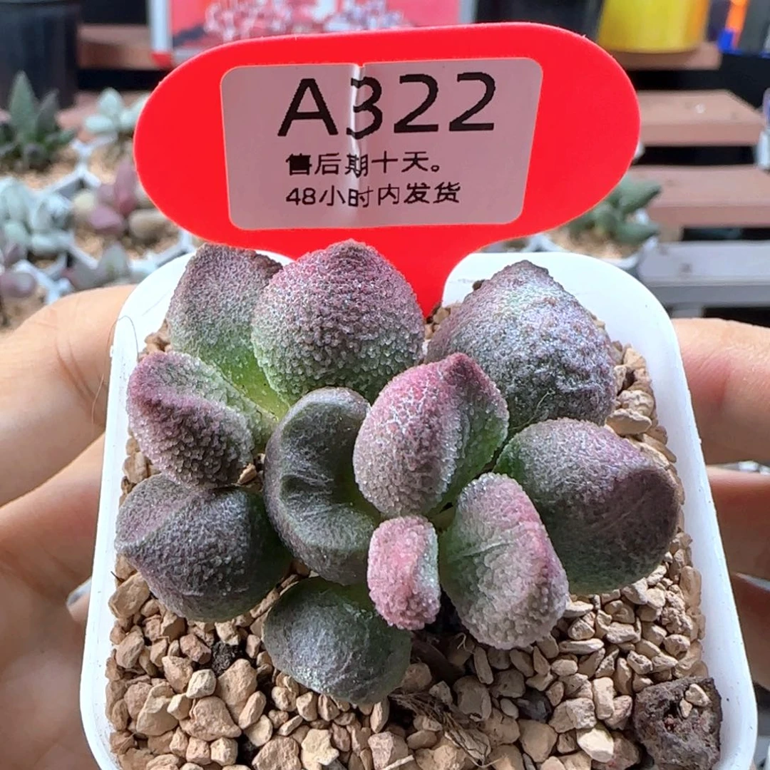 福利。    322。