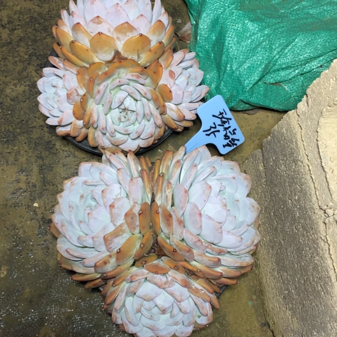 啊军喵多肉橙子群