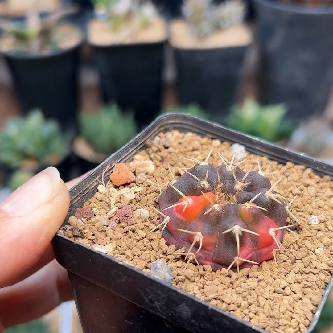 紫肌守殿玉锦实生球