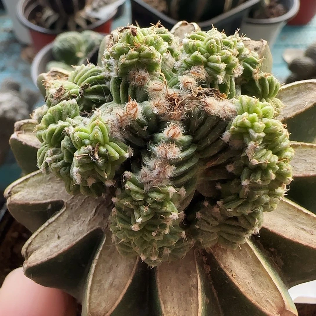 五星花龙群头428。