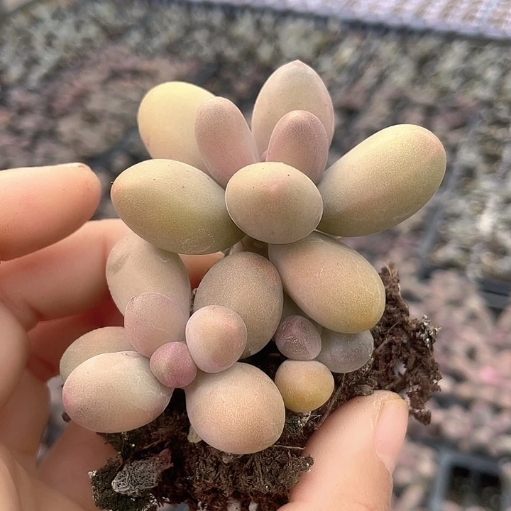 一物一拍满18包邮