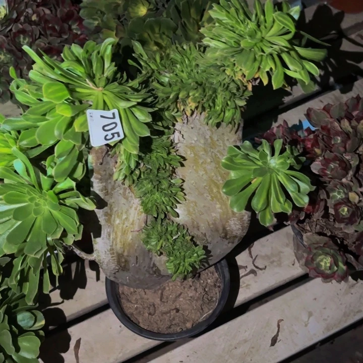 705夕颜多肉植物不售后中班