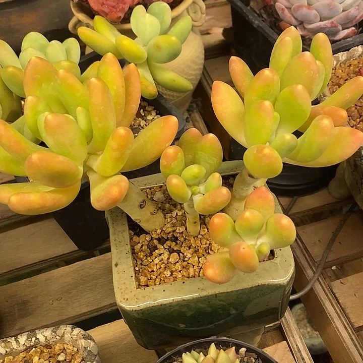 多肉植物肉肉植物