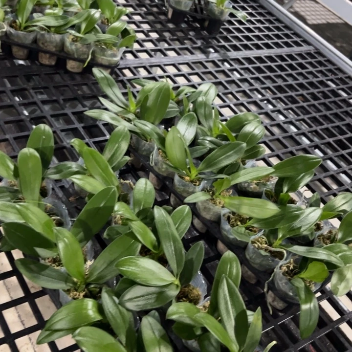 不开花植物原生拍一发二