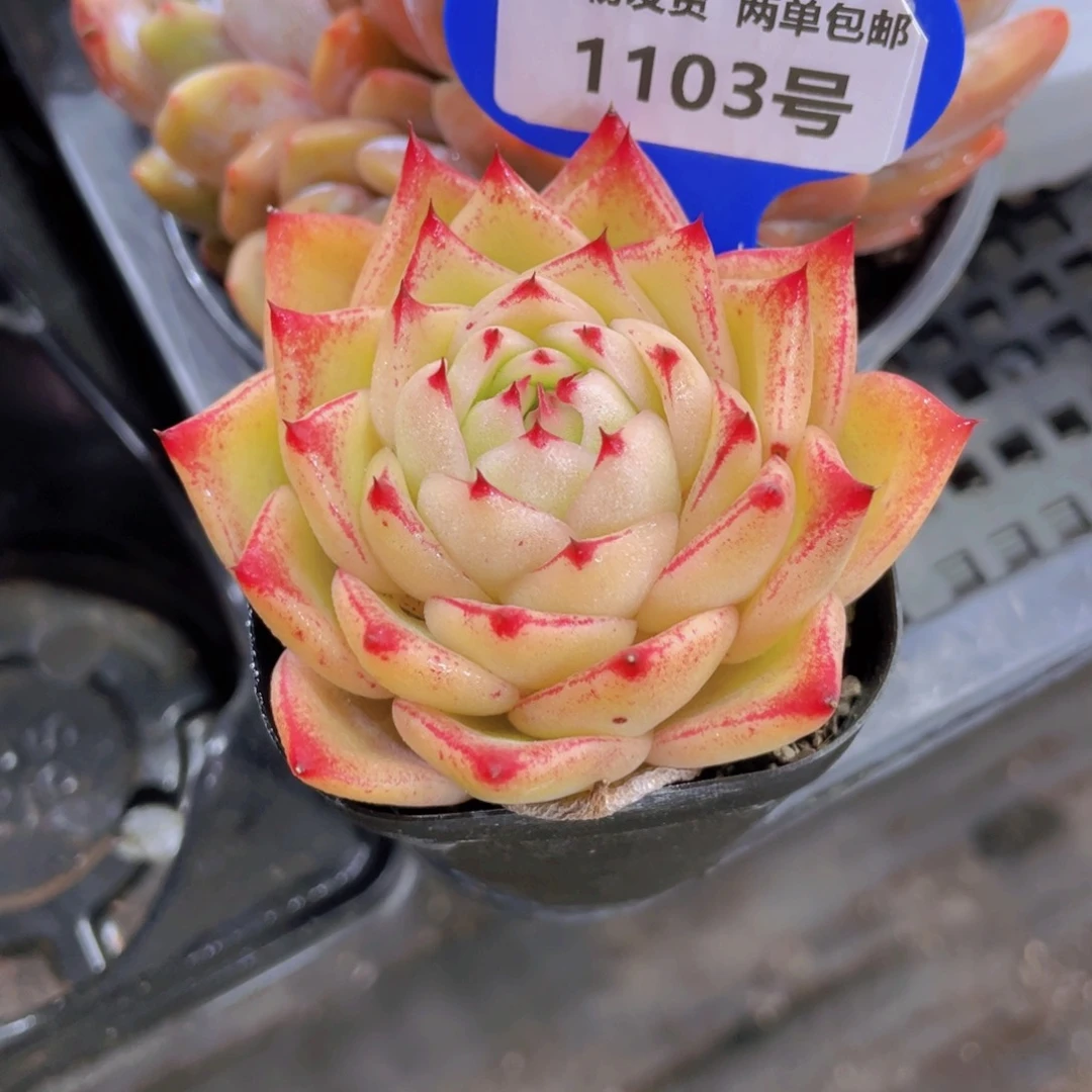 1103号 珍妮果冻新品一个