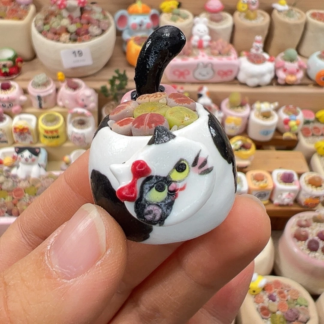 多肉植物23号拇指盆