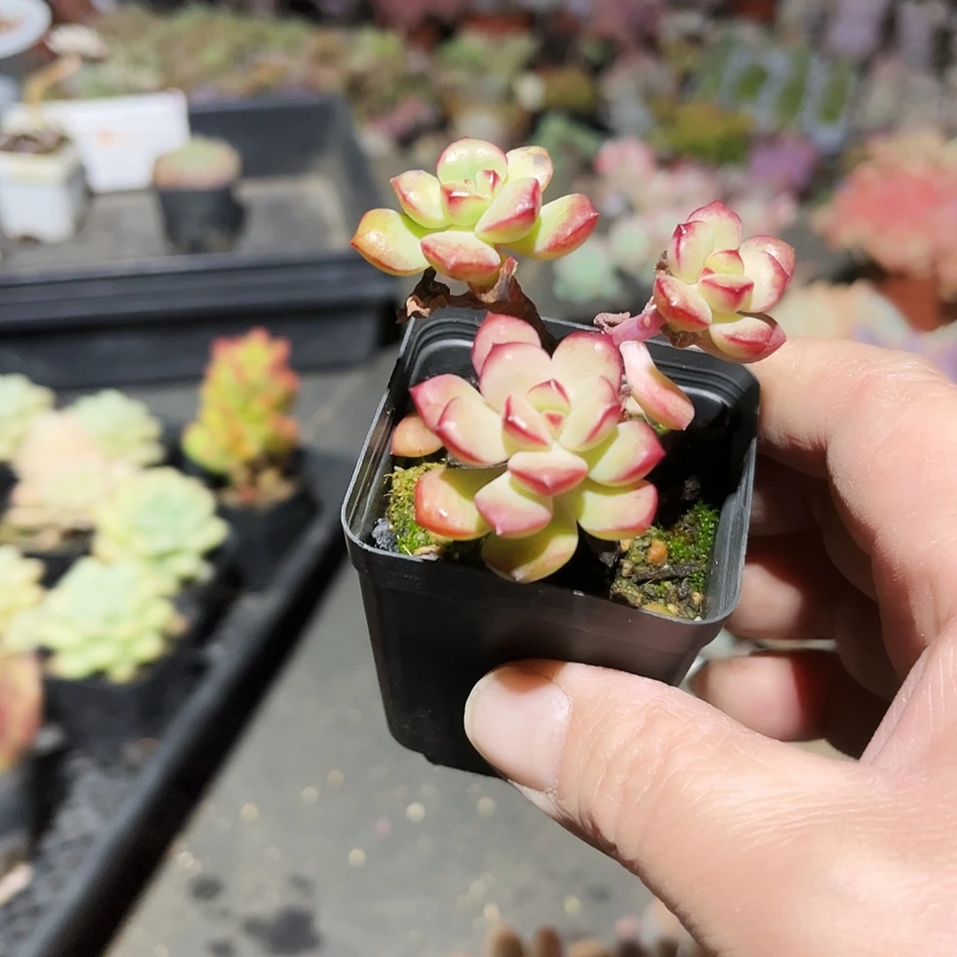 销***姐196多肉植物提取萃取剂中