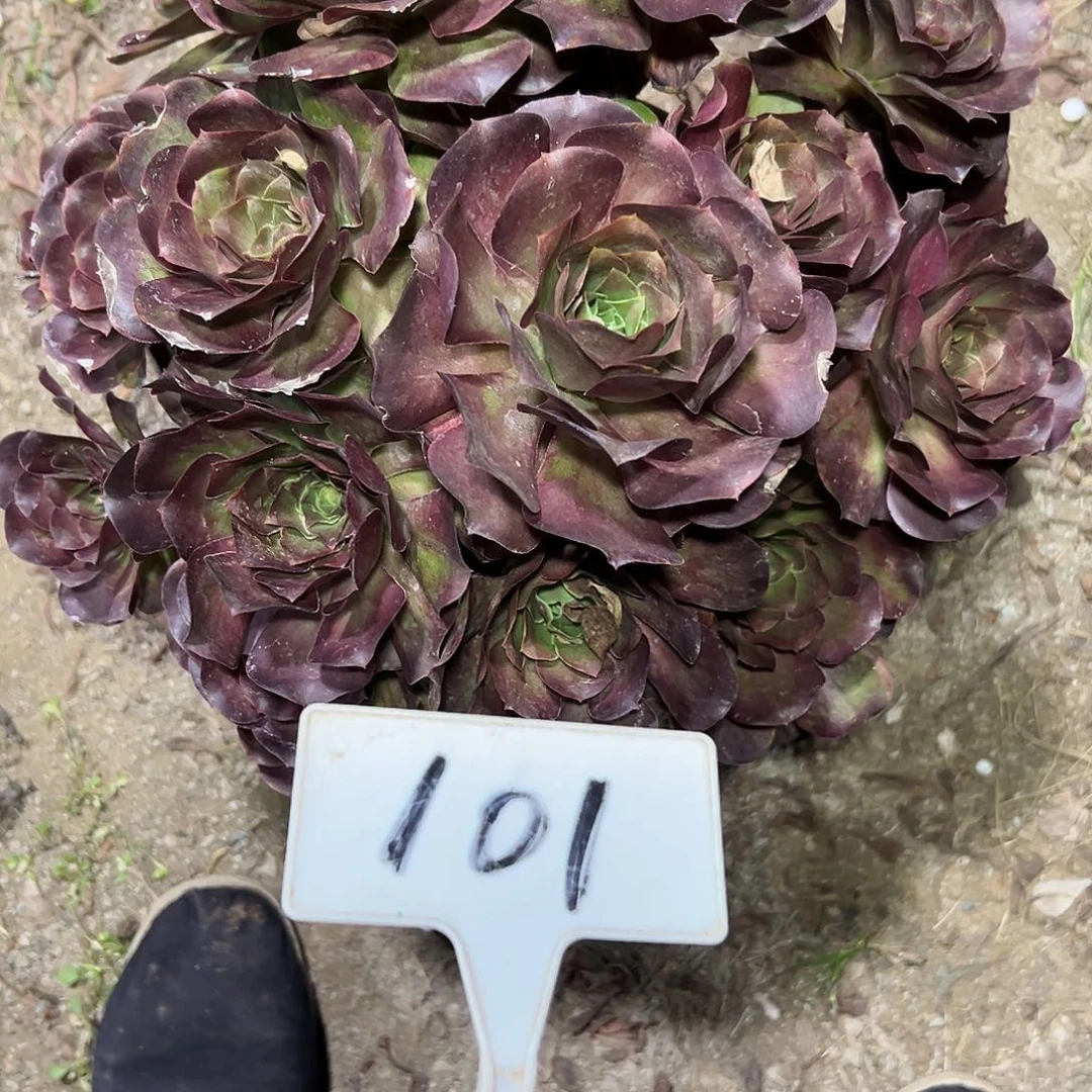 多肉植物梅金法师101