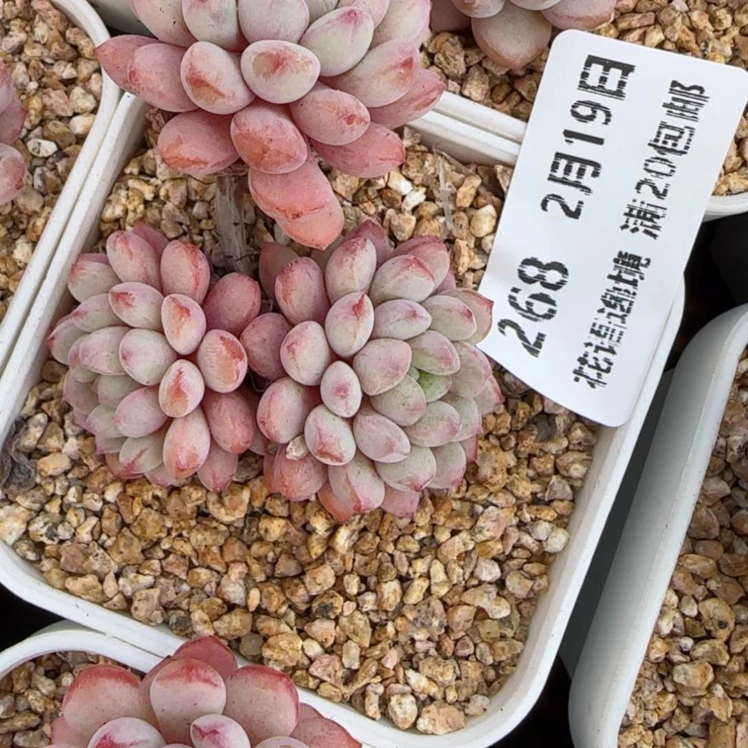 花语逸境0219-268