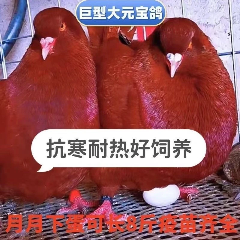 正宗大体元宝鸽纯种活体青年观赏鸽可家养当宠物鸽肥料有机肥
