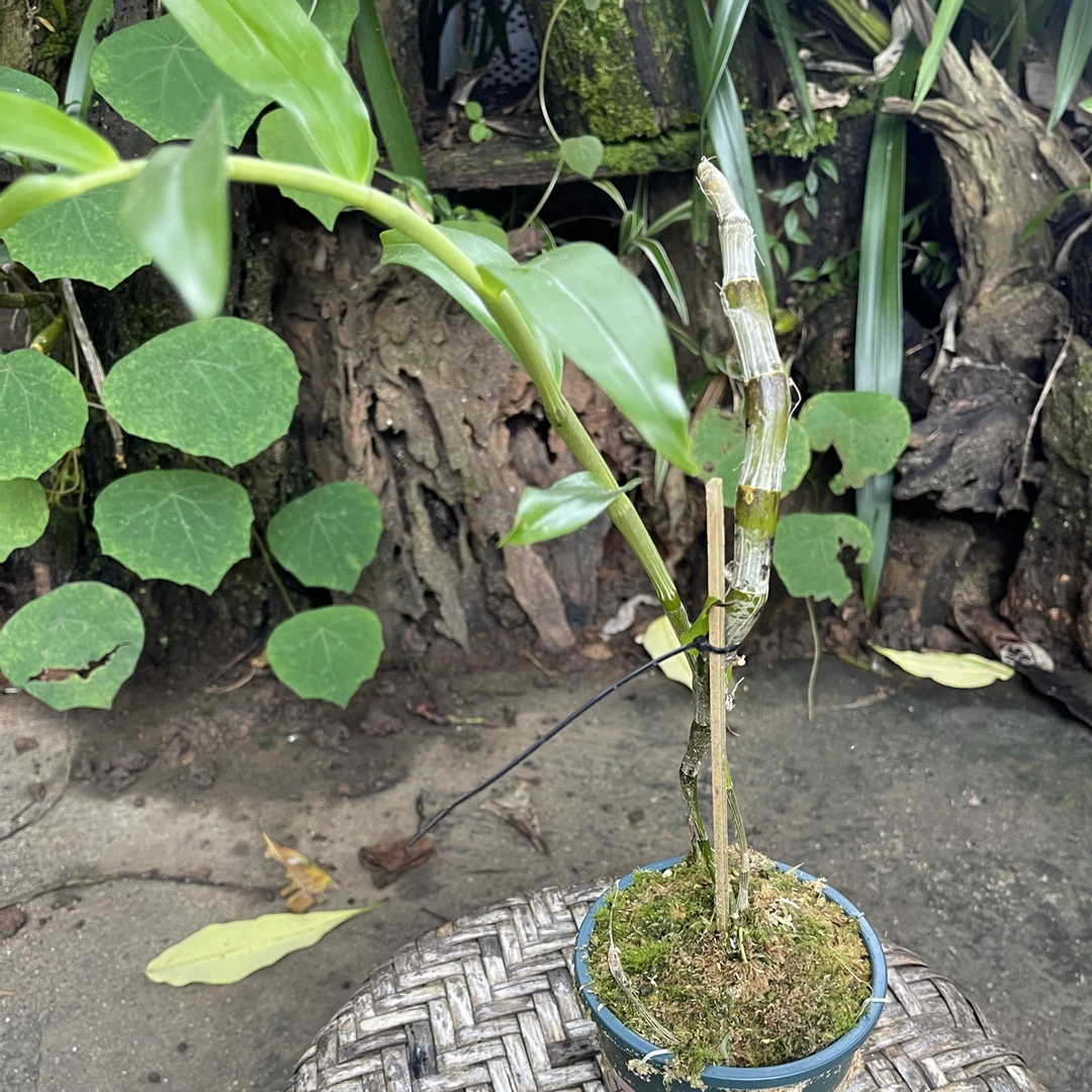 喇叭唇石斛兰 石斛兰