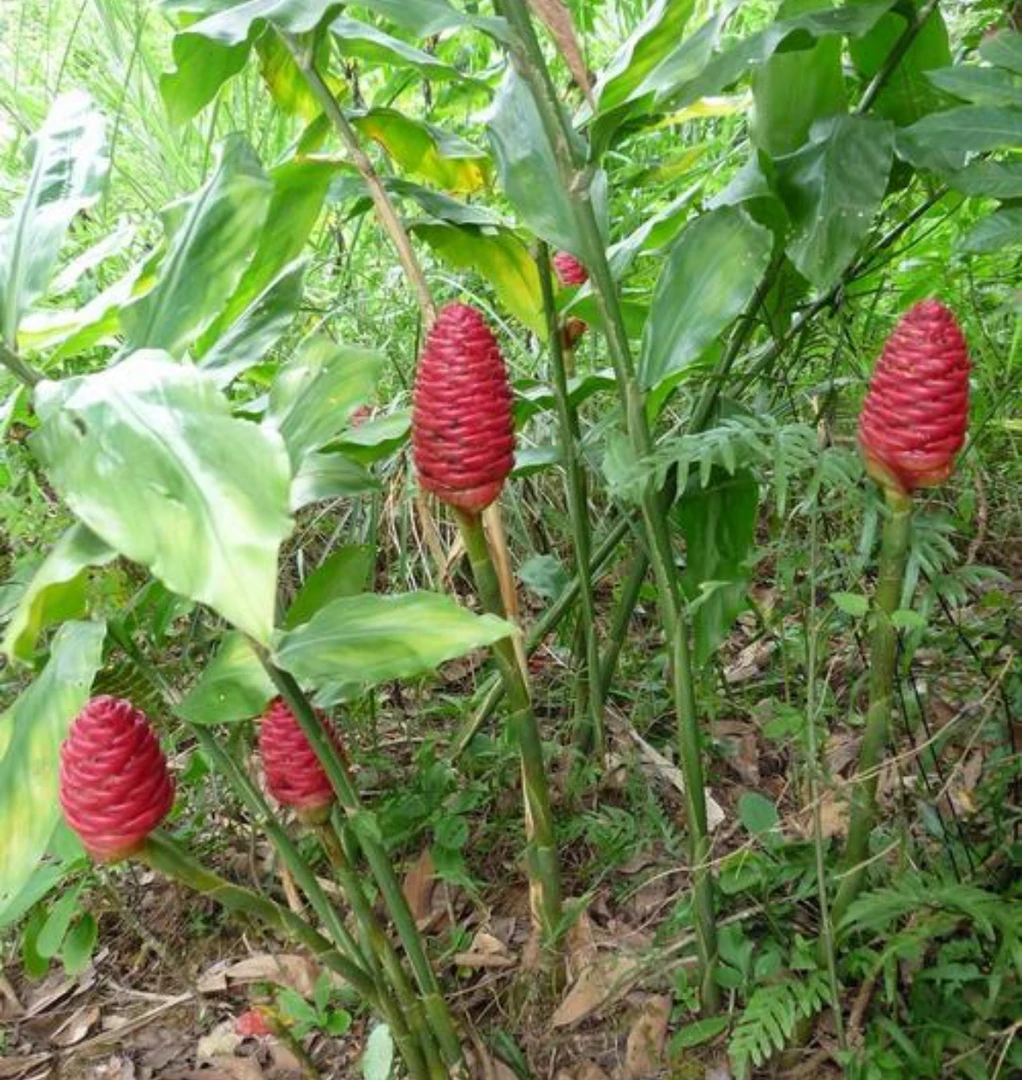 正宗新鲜风姜 月子姜 头风姜(现挖现发）2斤起拍