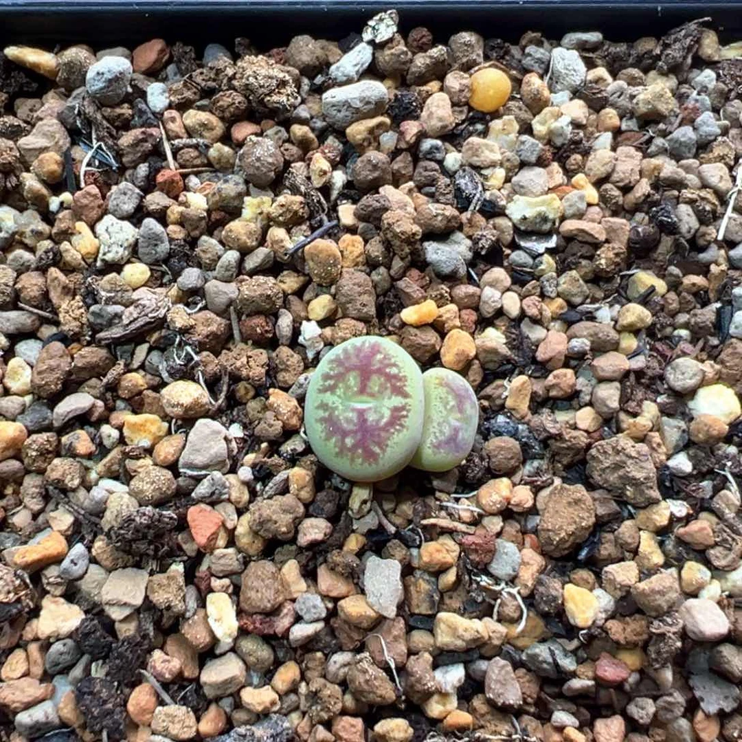 绿底红纹墨杂一棵特