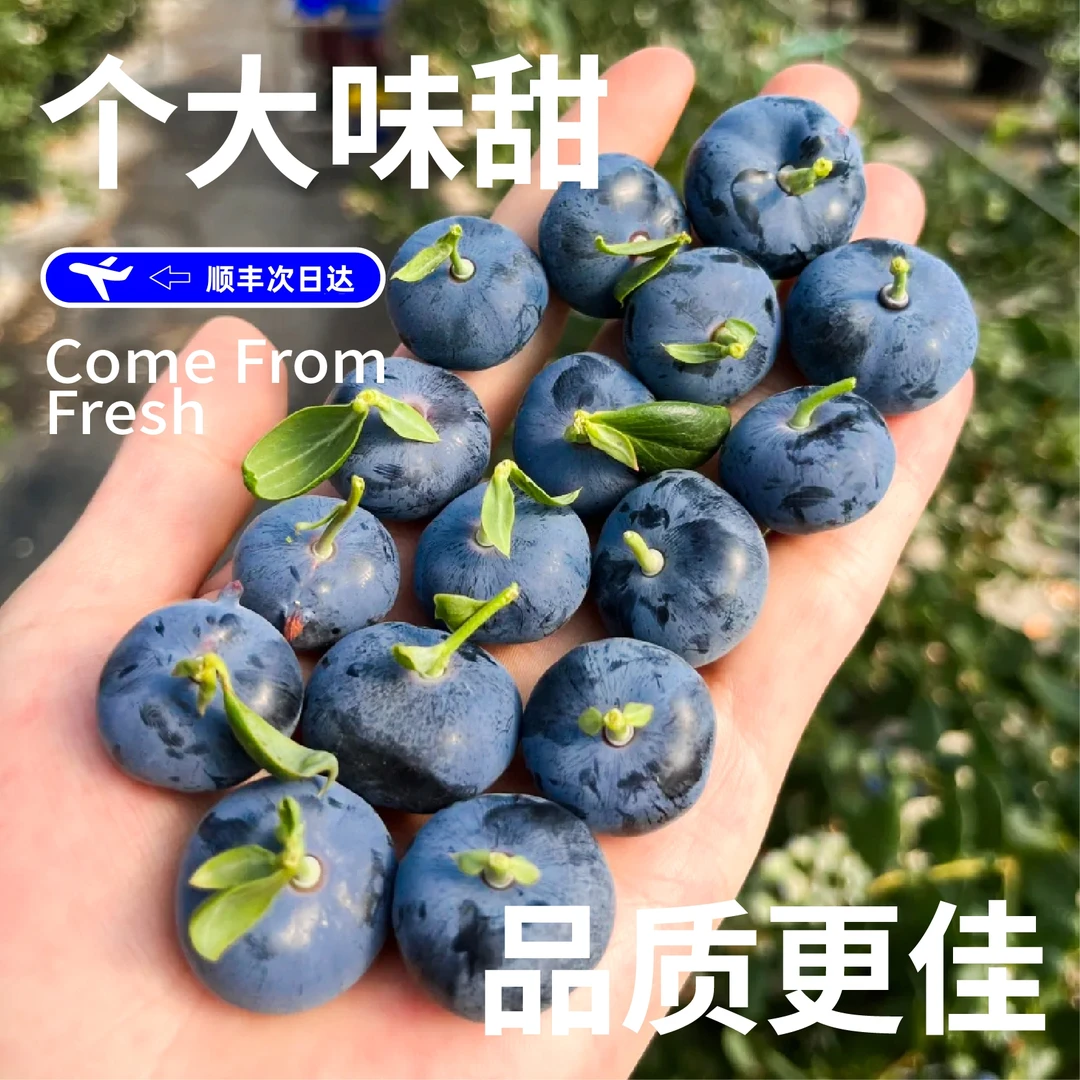 【M89 仙湖莓｜顺丰现货】云南抚仙湖蓝莓脆甜花香 现采现摘带绿杆杆