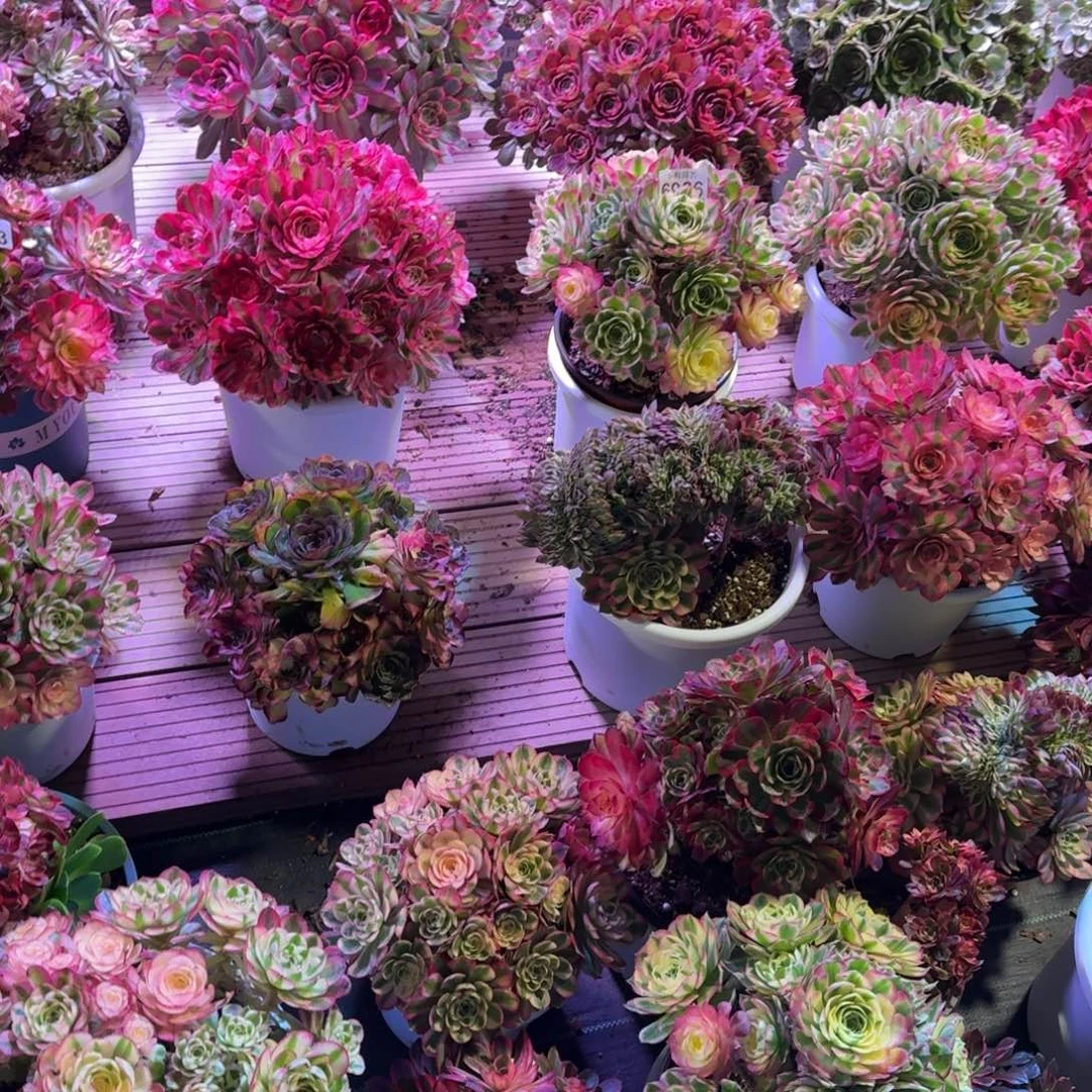 ?****?多肉植物法师盆2个