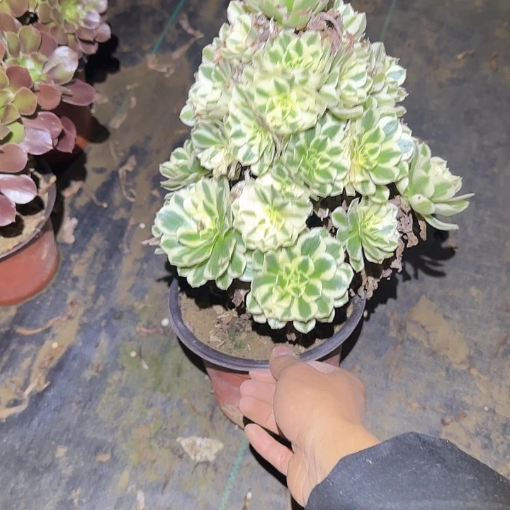 一物一拍不包损83