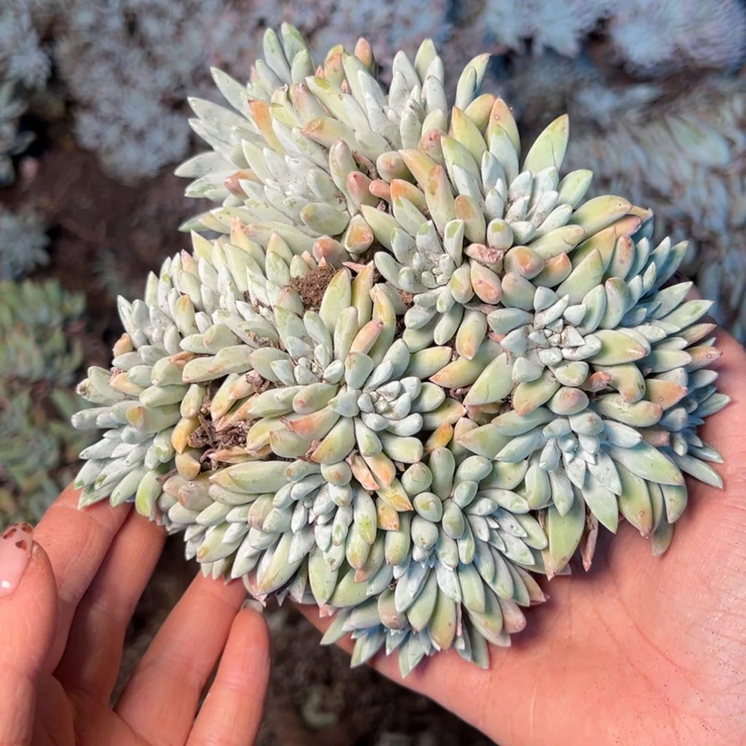 3259 今晚瑕疵无售后