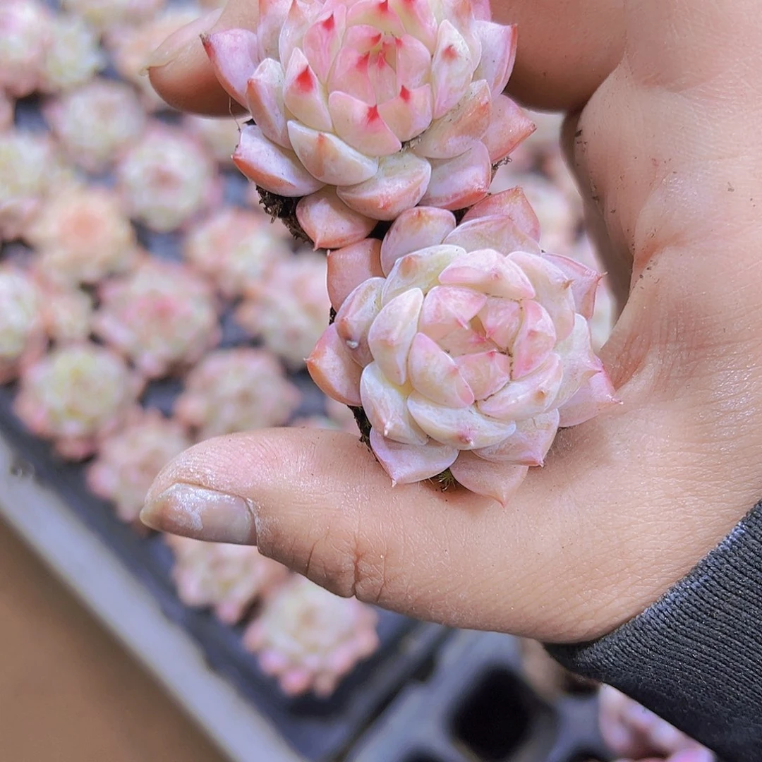 白糖2个19包邮多肉