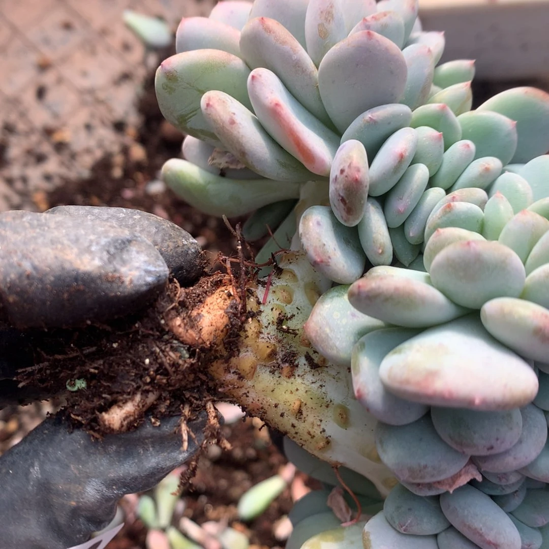 339号新疆西藏内蒙古不包邮的