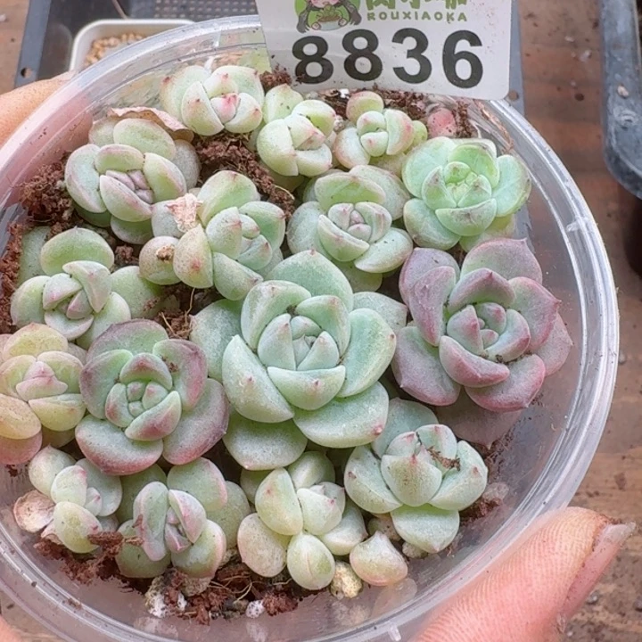 多肉植物多肉植物