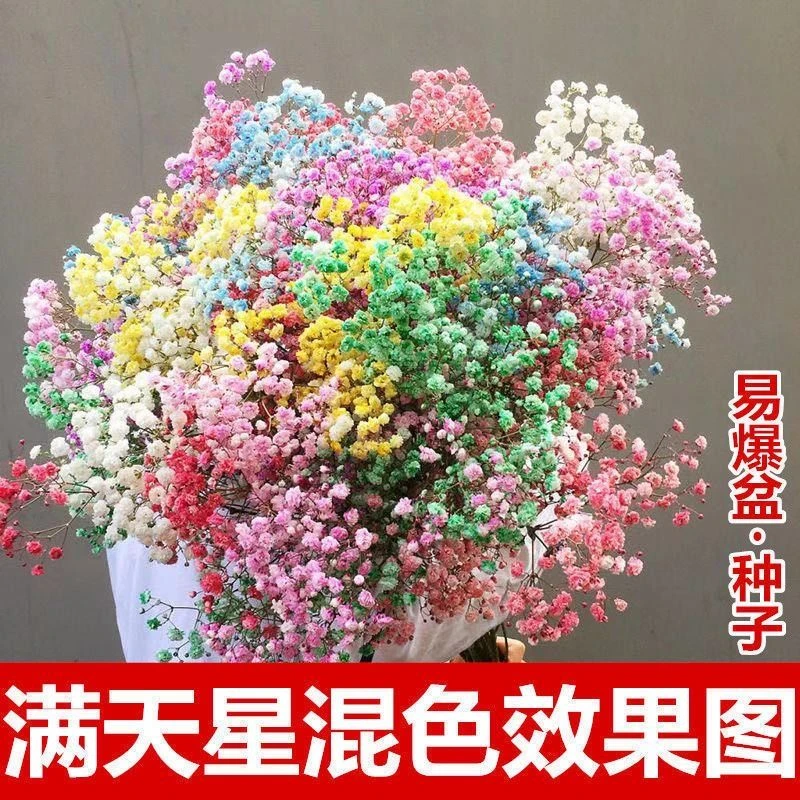 满天星花种子四季开花室内阳台庭院种子盆栽绿植花卉种籽