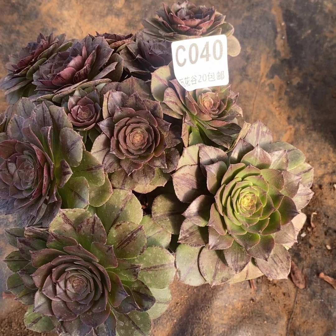 040万拉丝多肉植物