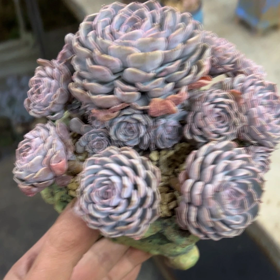 佐*梨天赐20 零零多肉植物