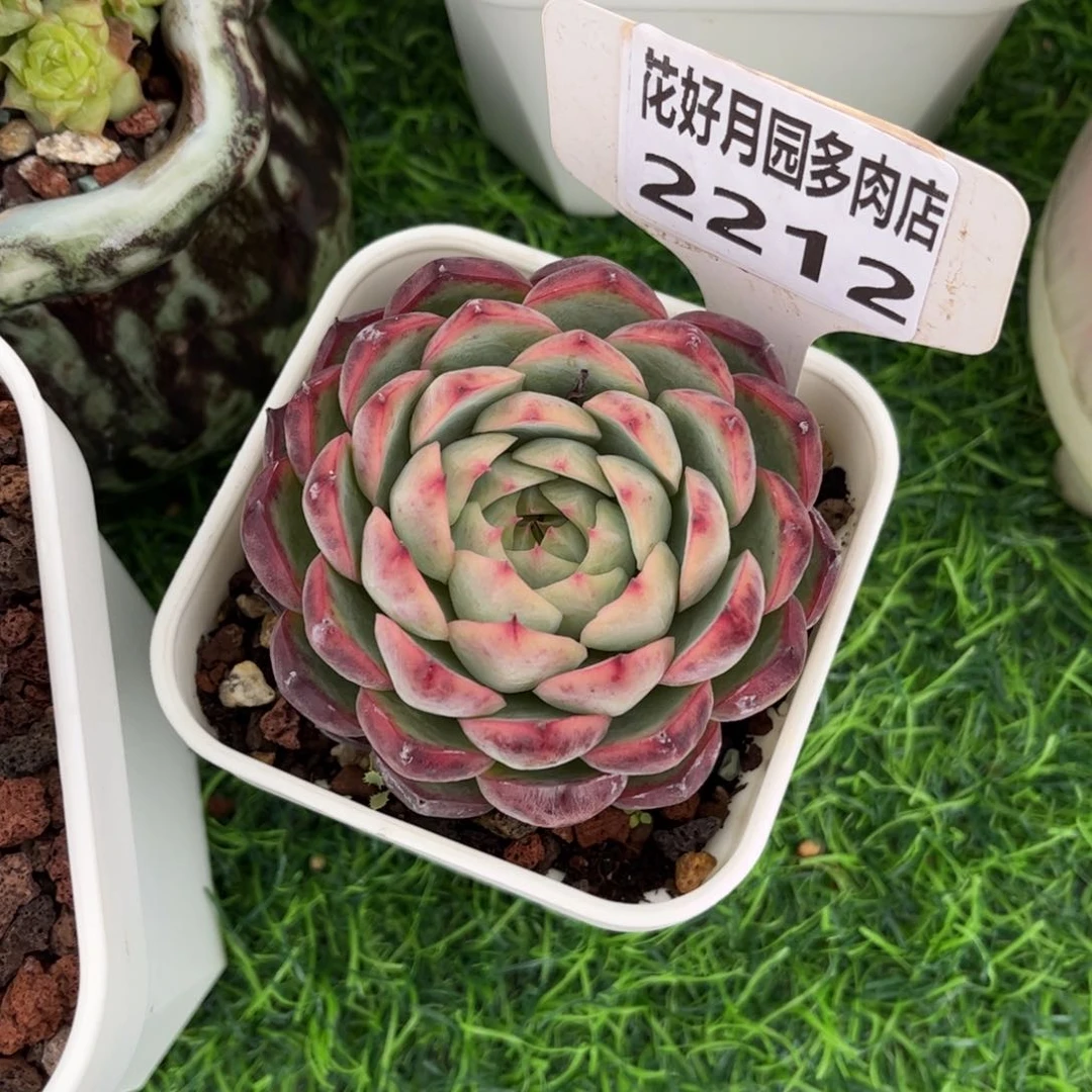 小***）多肉植物2212…………..