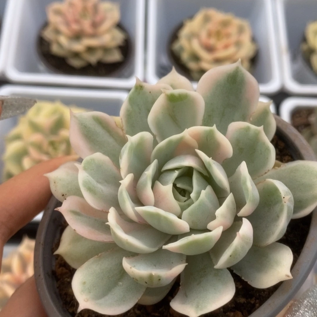 523昂丝诺锦锦锦锦锦锦