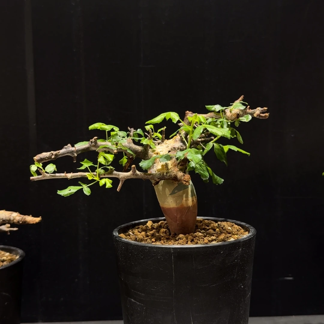 马萨比特免费寄养