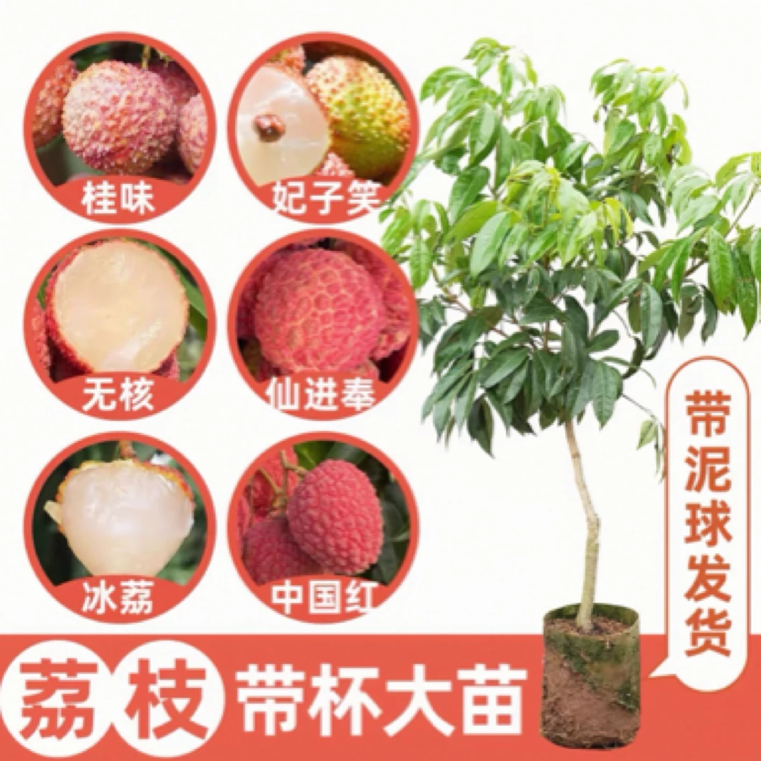 直播果树一物一拍专拍链接