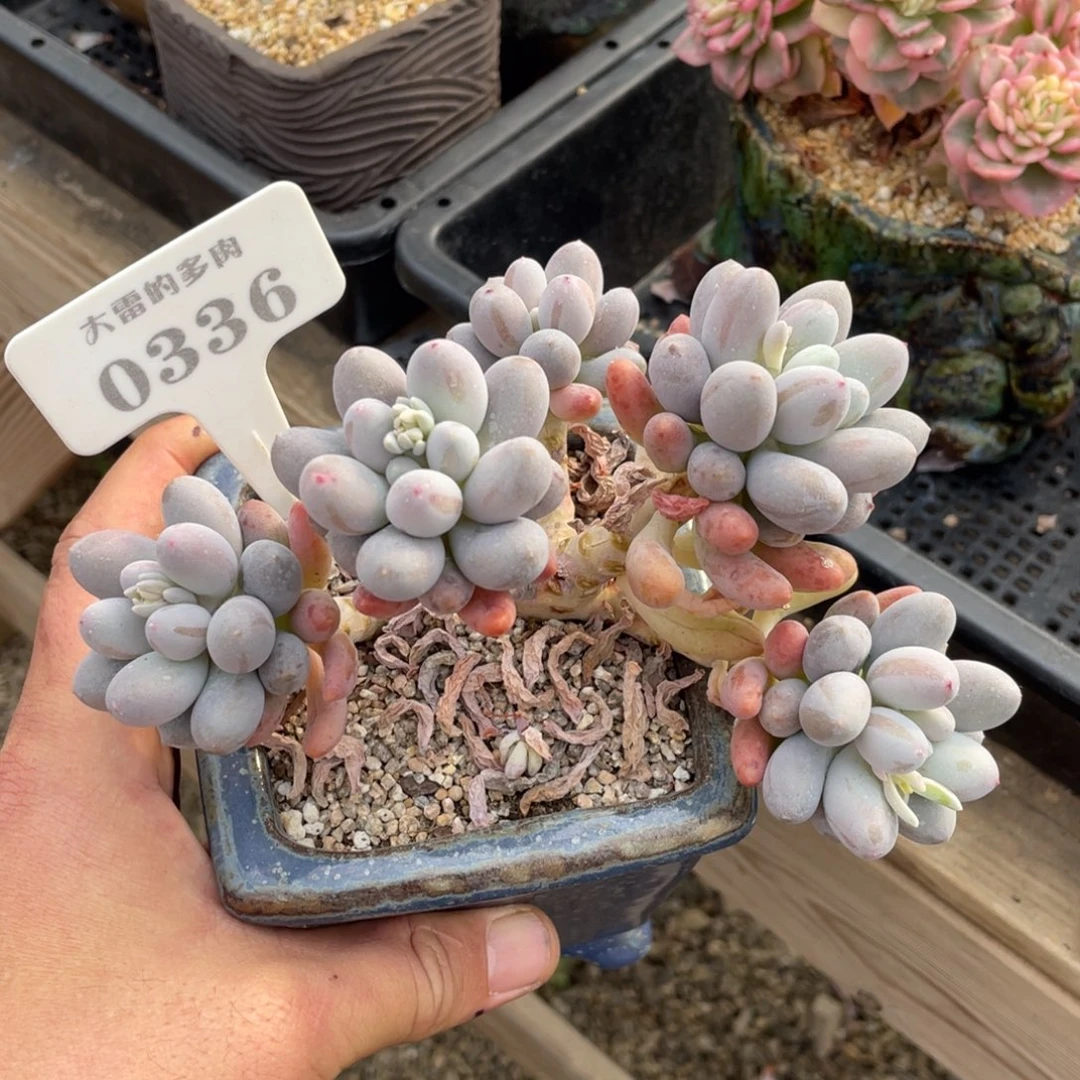 0336糖豆不带盆15厘米