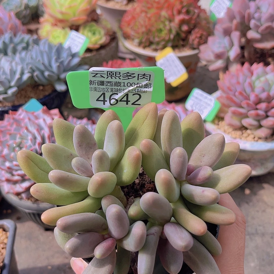 糖果美人。 4642。