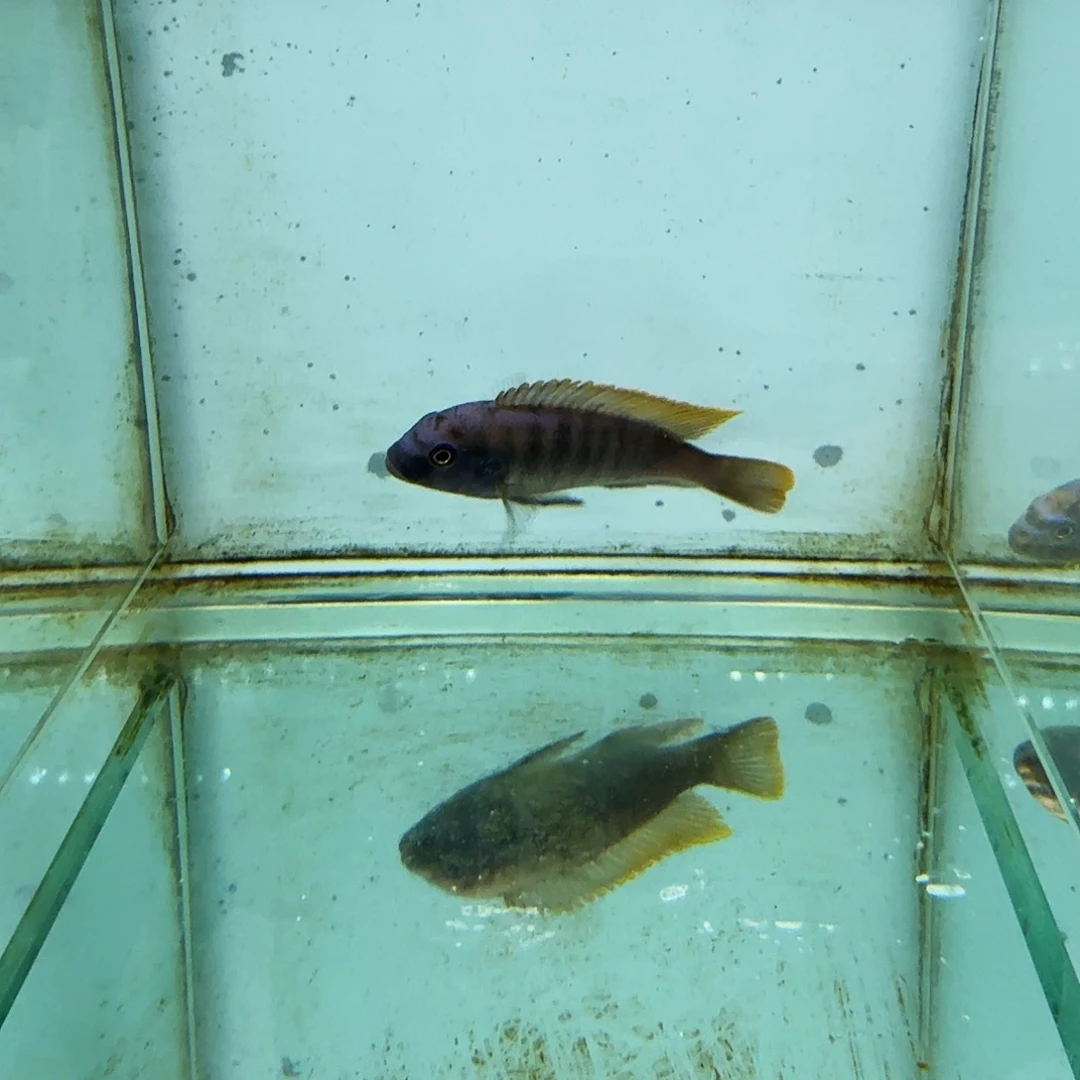 慈鲷486包子斑马。