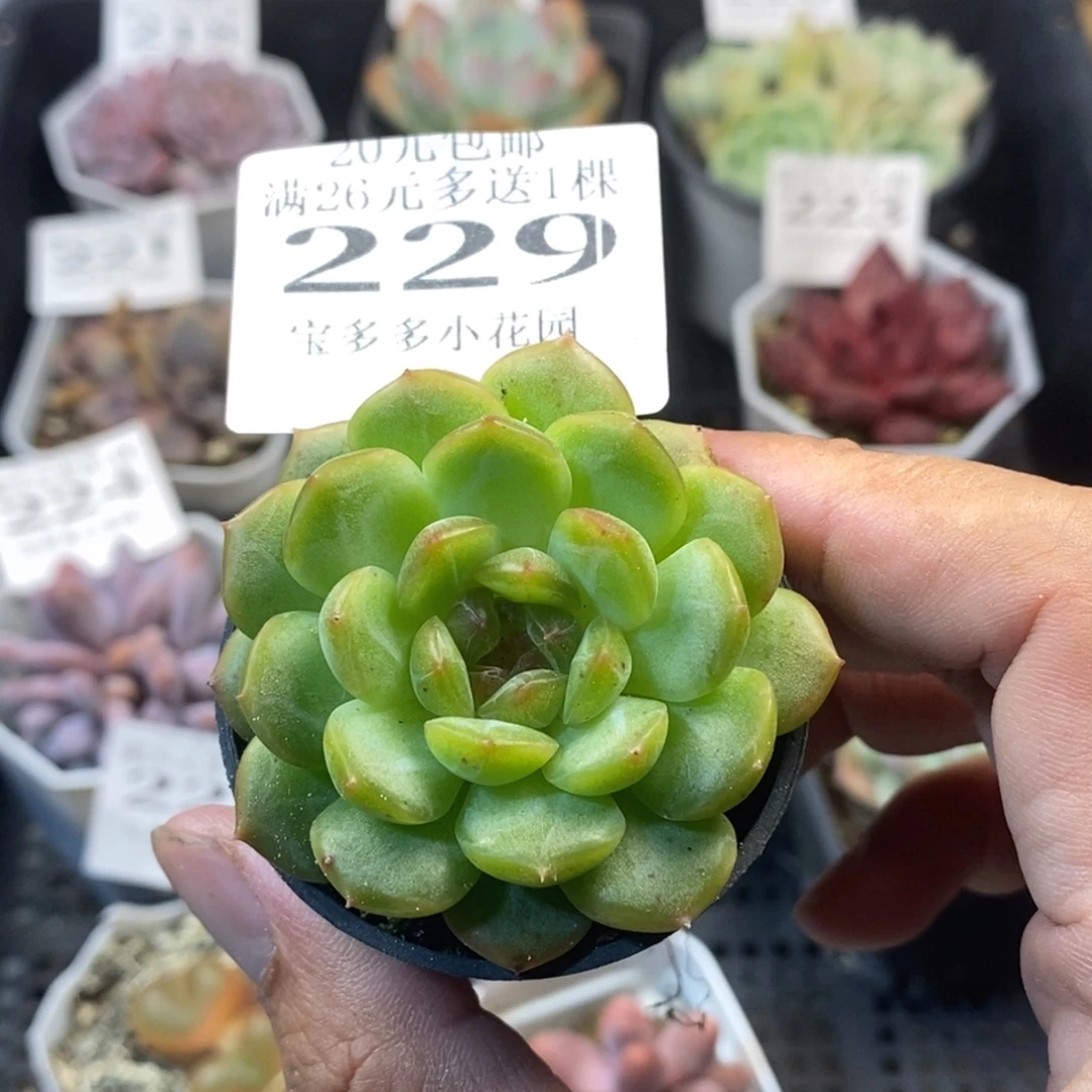 琴心一物一拍满20元包邮满26送一颗
