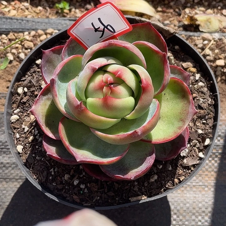 ୧****56//////：：：：：：：：