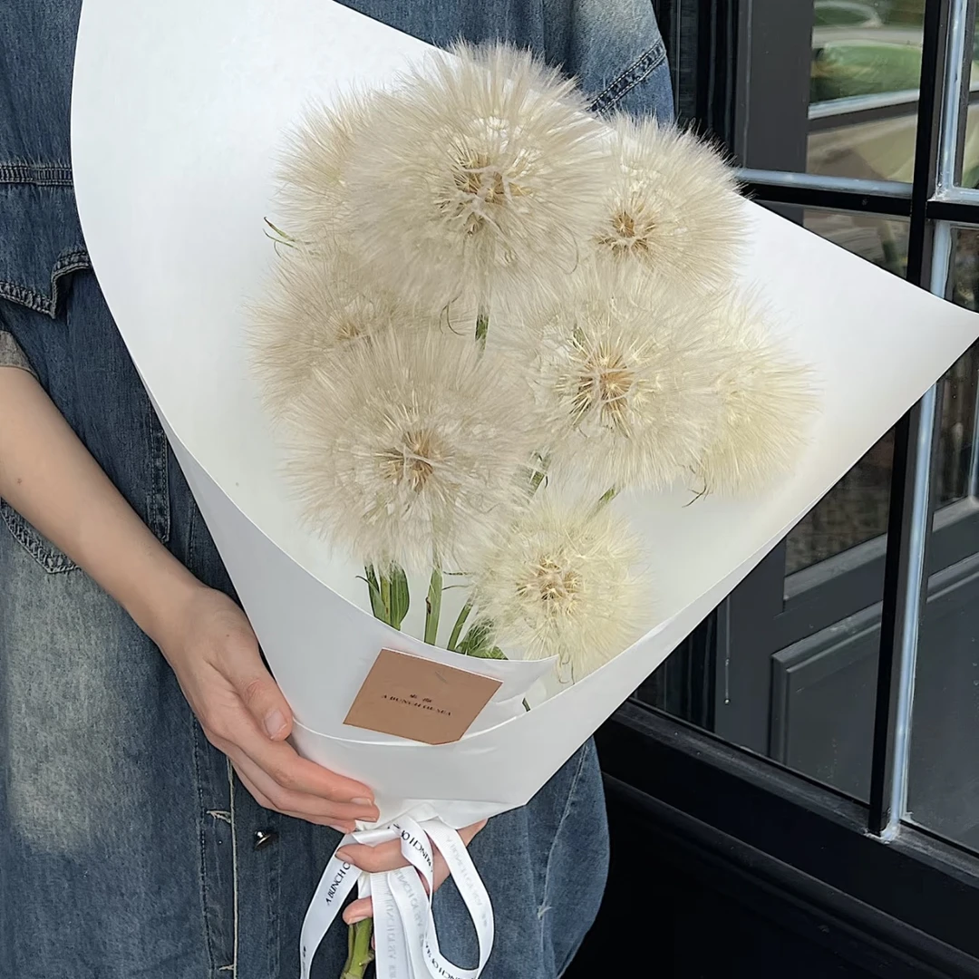 【杨鹏鲜花】蒲公英 巨型 婆罗门参 （生花苞发货养护找客服）