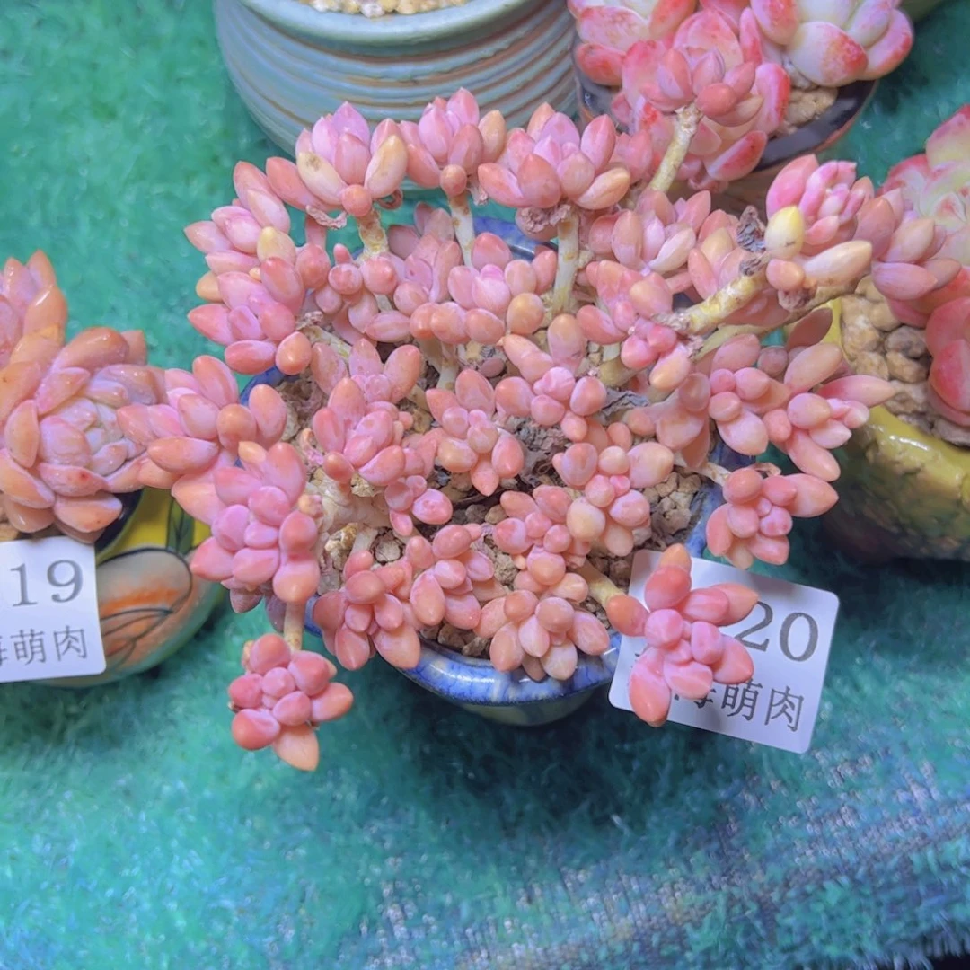 星戴露7420多肉植物