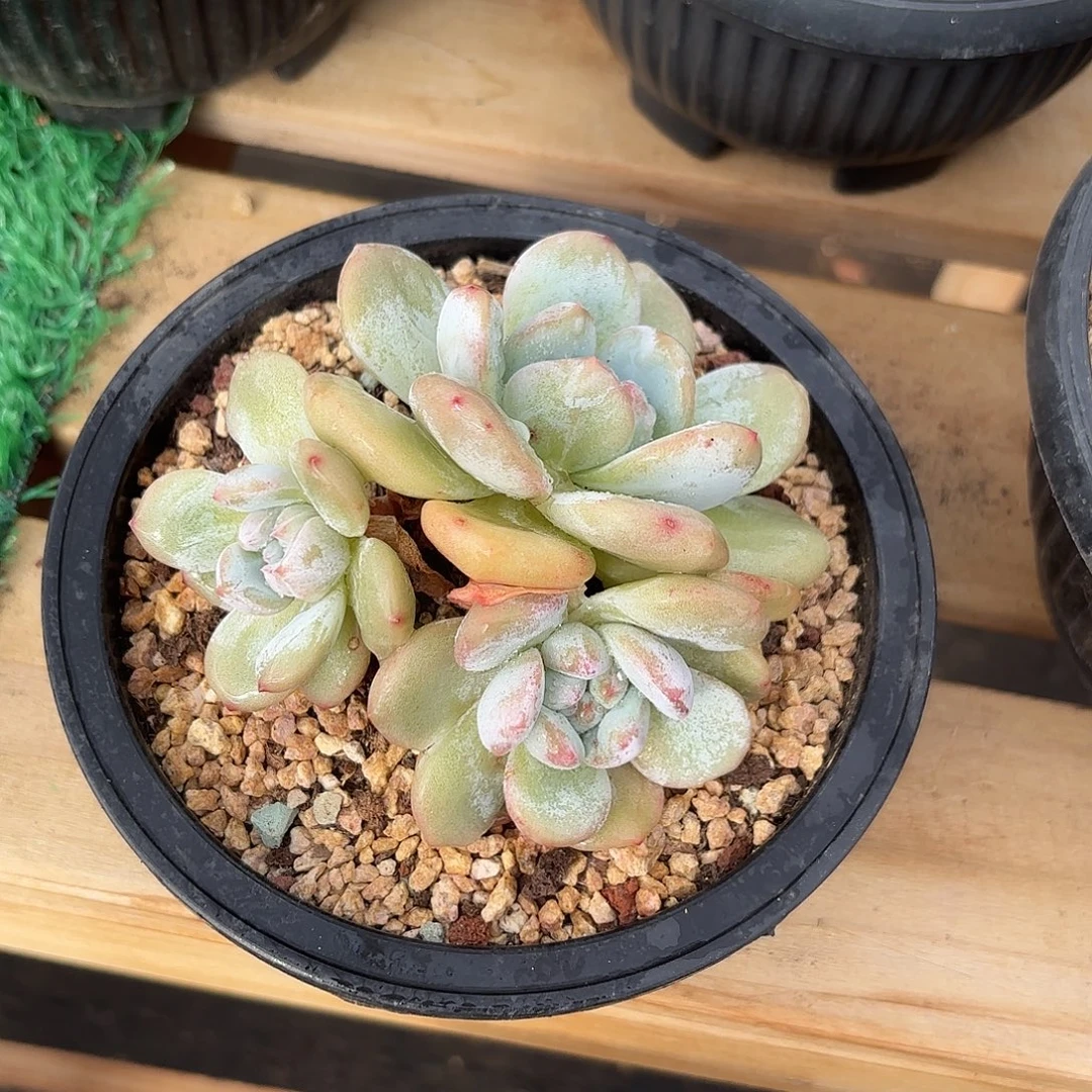 紫***晶哈哈哈哈哈哈哈宝贝宝贝